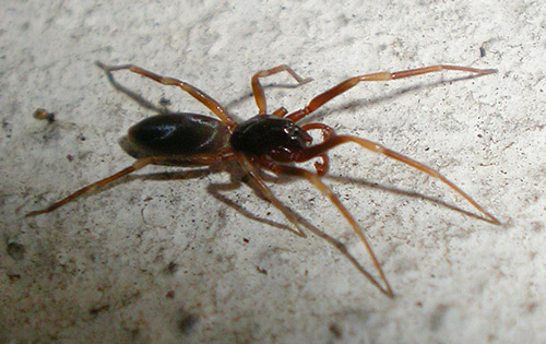 Stripe-legged Spider - Spider species | OBOBAS JISHEBI | ობობას ჯიშები